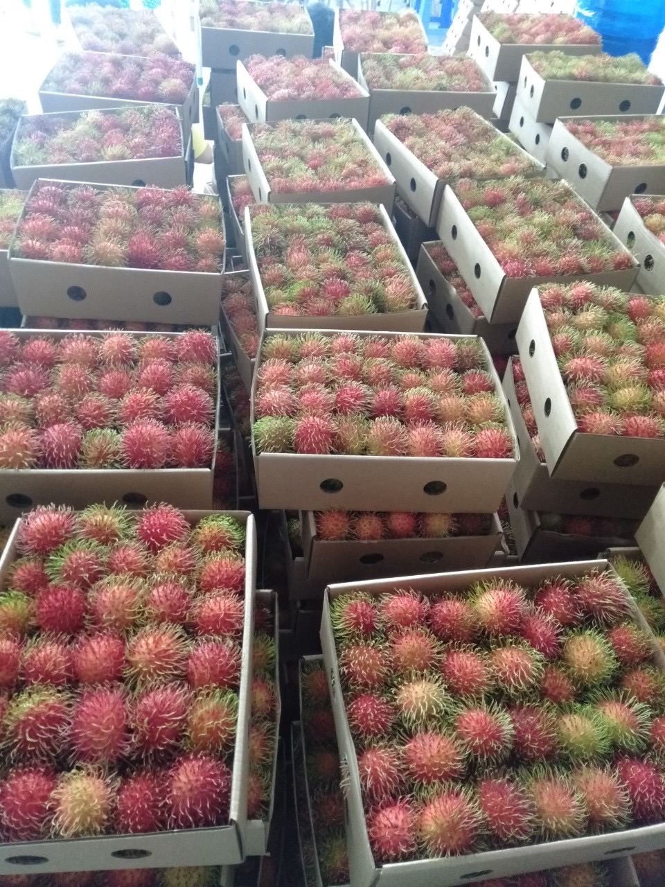 https://dragon-vietnam.com/1681086045375 (1)
